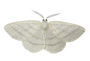 mothallium